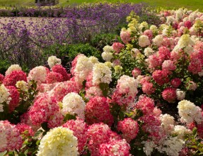 ABpark Beauty of Nature 2025
