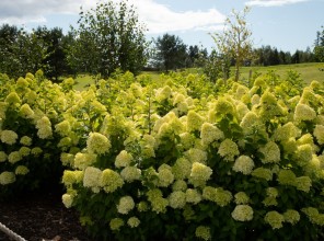 ABpark Beauty of Nature 2025