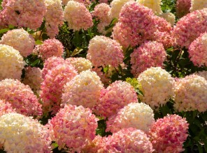 ABpark Beauty of Nature 2025