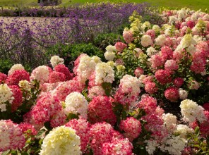 ABpark Beauty of Nature 2025