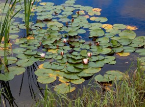 ABpark Dabas skaistums 2025