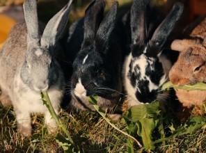 ABpark Super days of summer 03.07 and 17.07