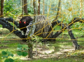 ABpark summer atrractions