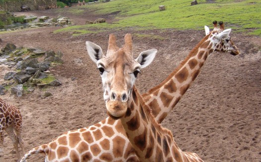 Rīgas Zooloģiskais dārzs – visbiežāk apmeklētā atpūtas vieta!
